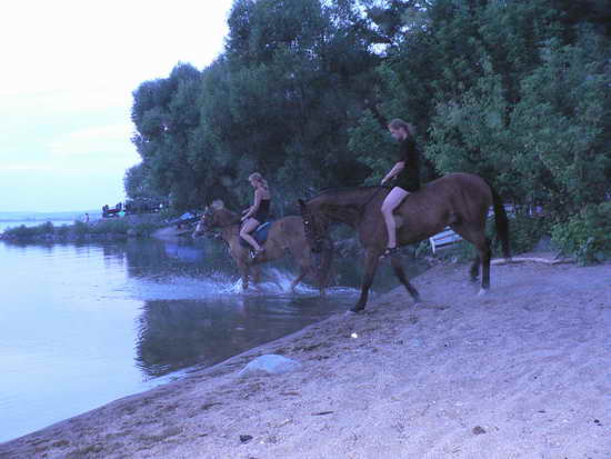 Plavení koní